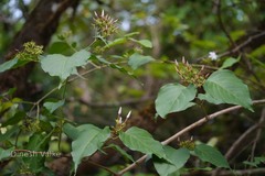 Jasminum malabaricum